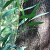 Phillyrea angustifolia